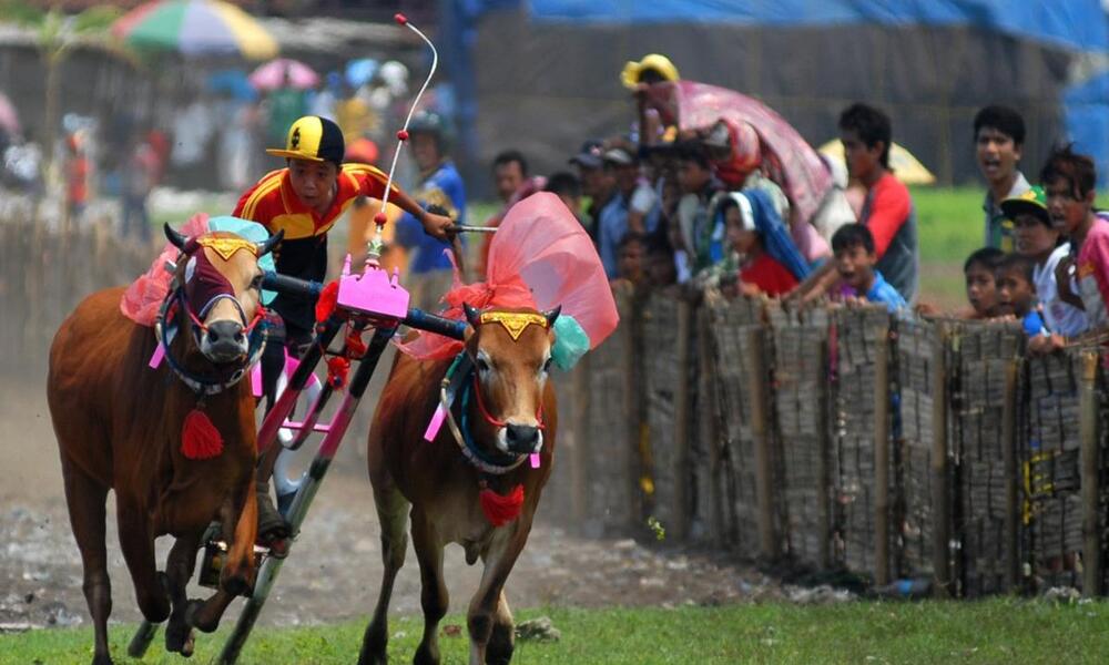 Tradisi Unik Budaya Madura, Karapan Sapi