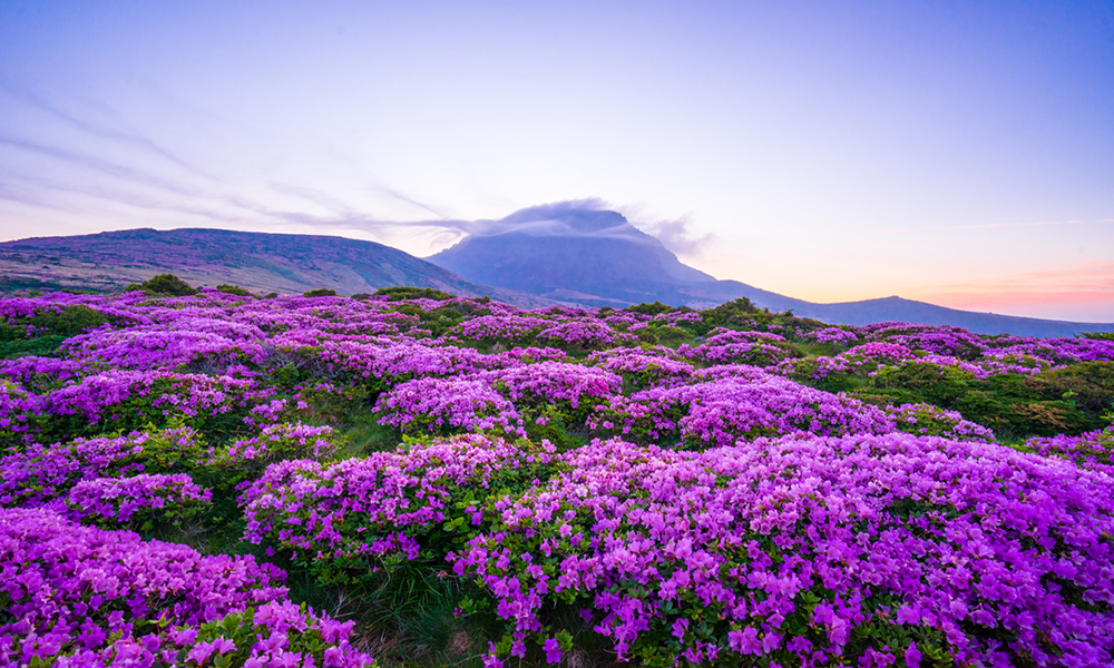 Hallasan National Park: Mahkota Pulau Jeju