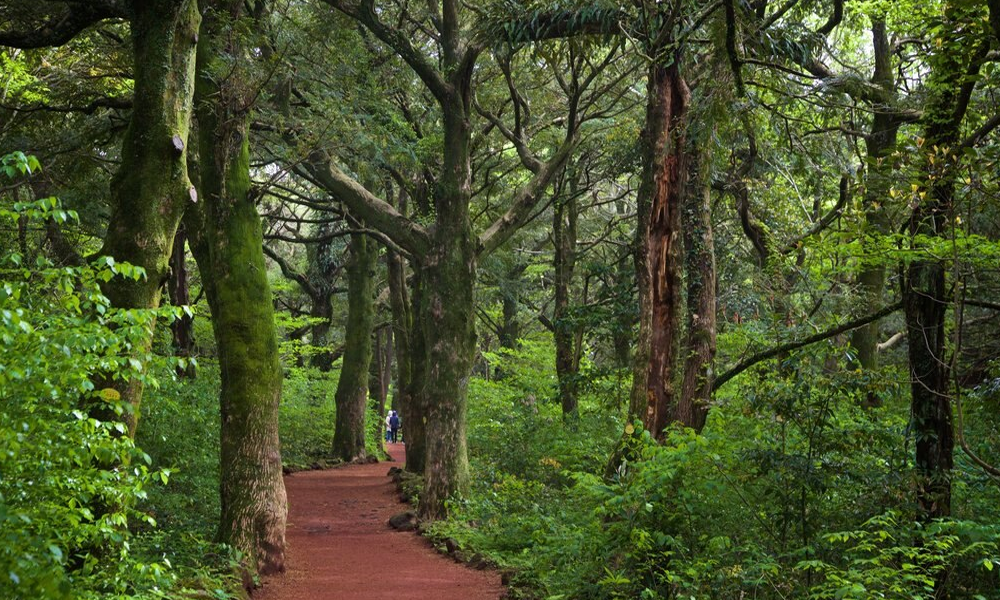 Hutan Bijarim: Surga Pohon Yew Pala di Pulau Jeju