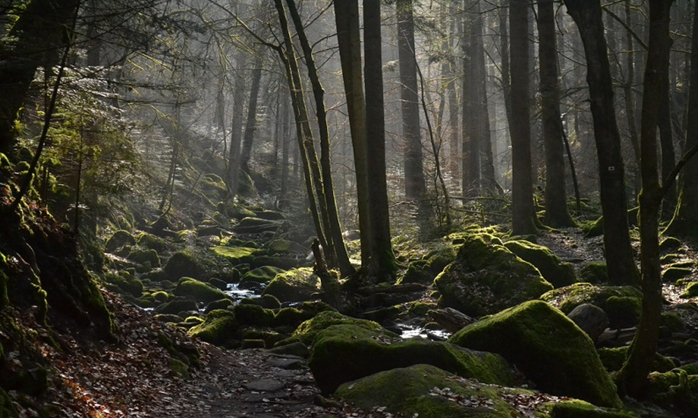 Hutan Black Forest: Pesona Alam dan Misteri di Jerman