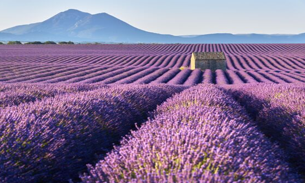 Provence: Surga di Bumi di Prancis Selatan